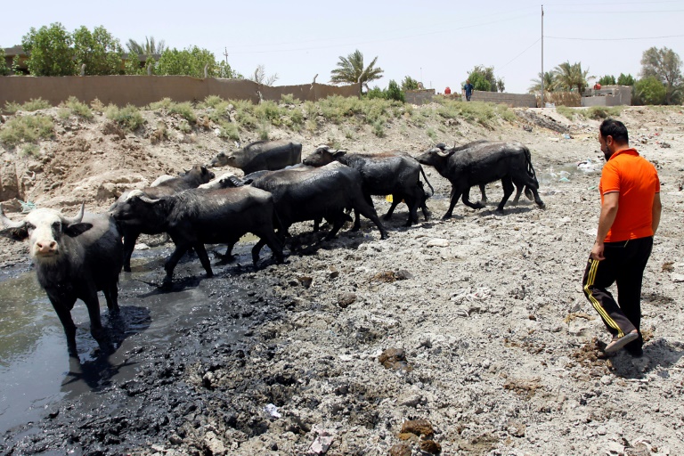 بعد الزراعة.. ضحية جديدة لازمة الجفاف في جنوب العراق